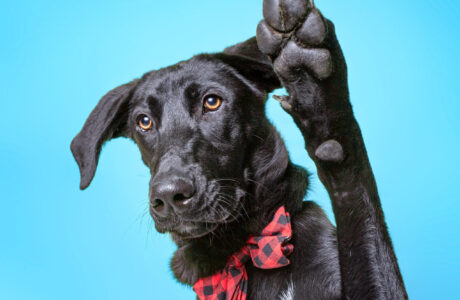 Cute,Dog,Studio,Shot,On,An,Isolated,Background